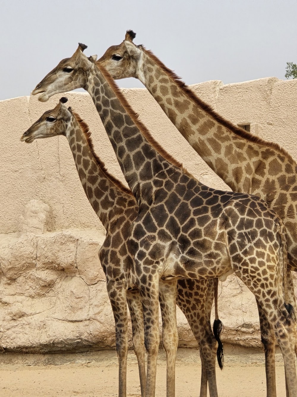 Riyadh Zoo photo 2