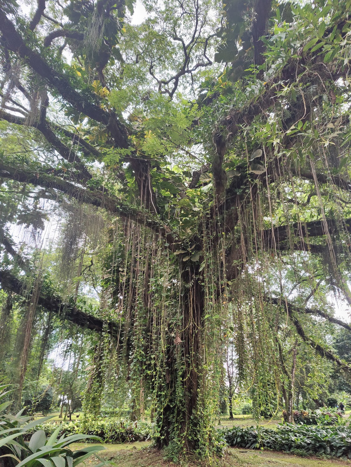 Limbe Botanic Garden
