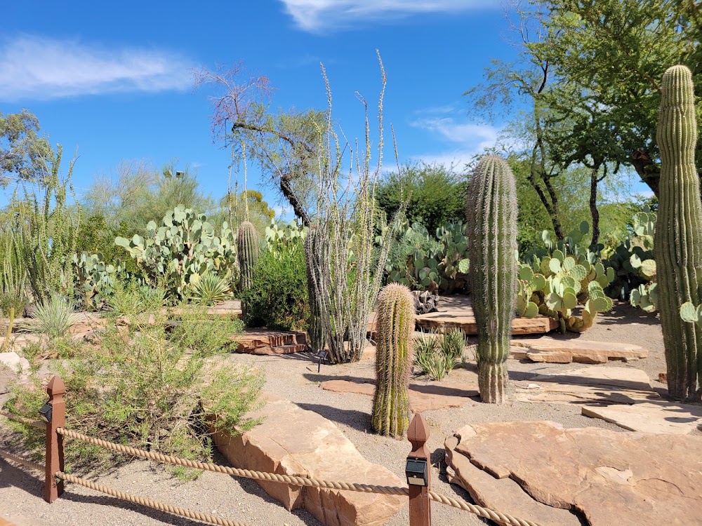 FLM's Cactus Garden