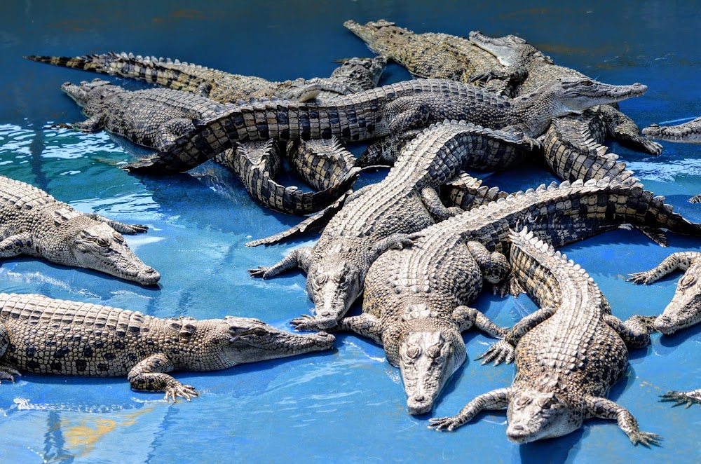Hartley's Croc Adventures