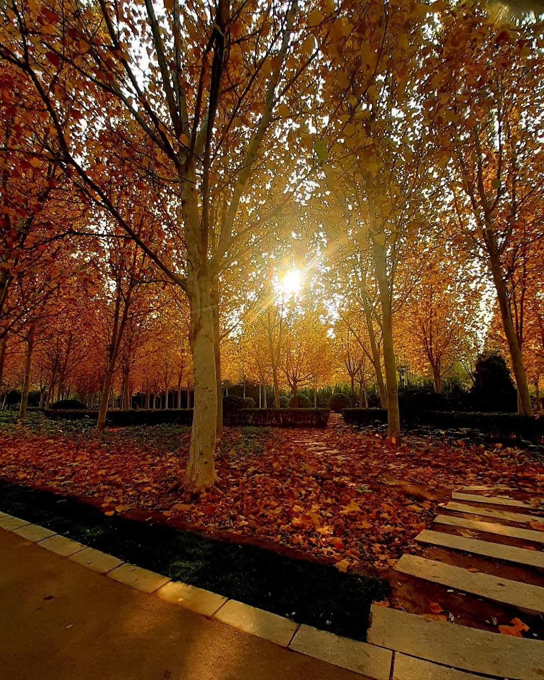 Cangzhou Botanical Garden