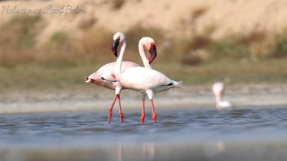 Nal Sarovar Bird Sanctuary