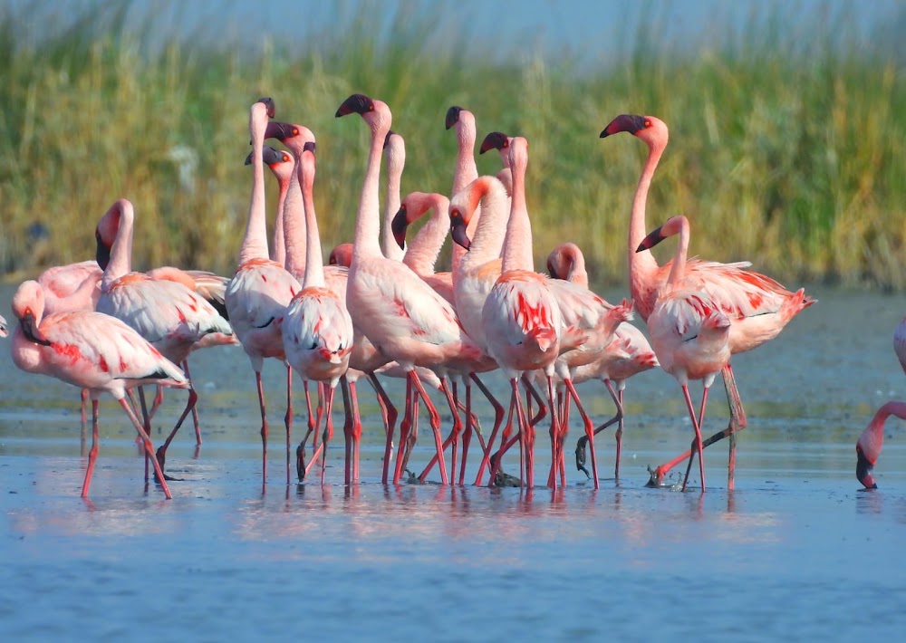 Nal Sarovar Bird Sanctuary photo 2