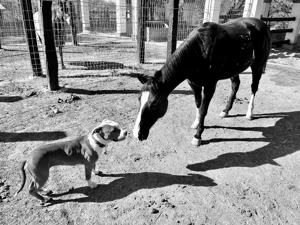 SoTez Horse Ranch