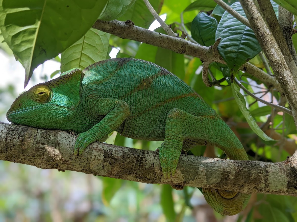 Madagascar Exotic