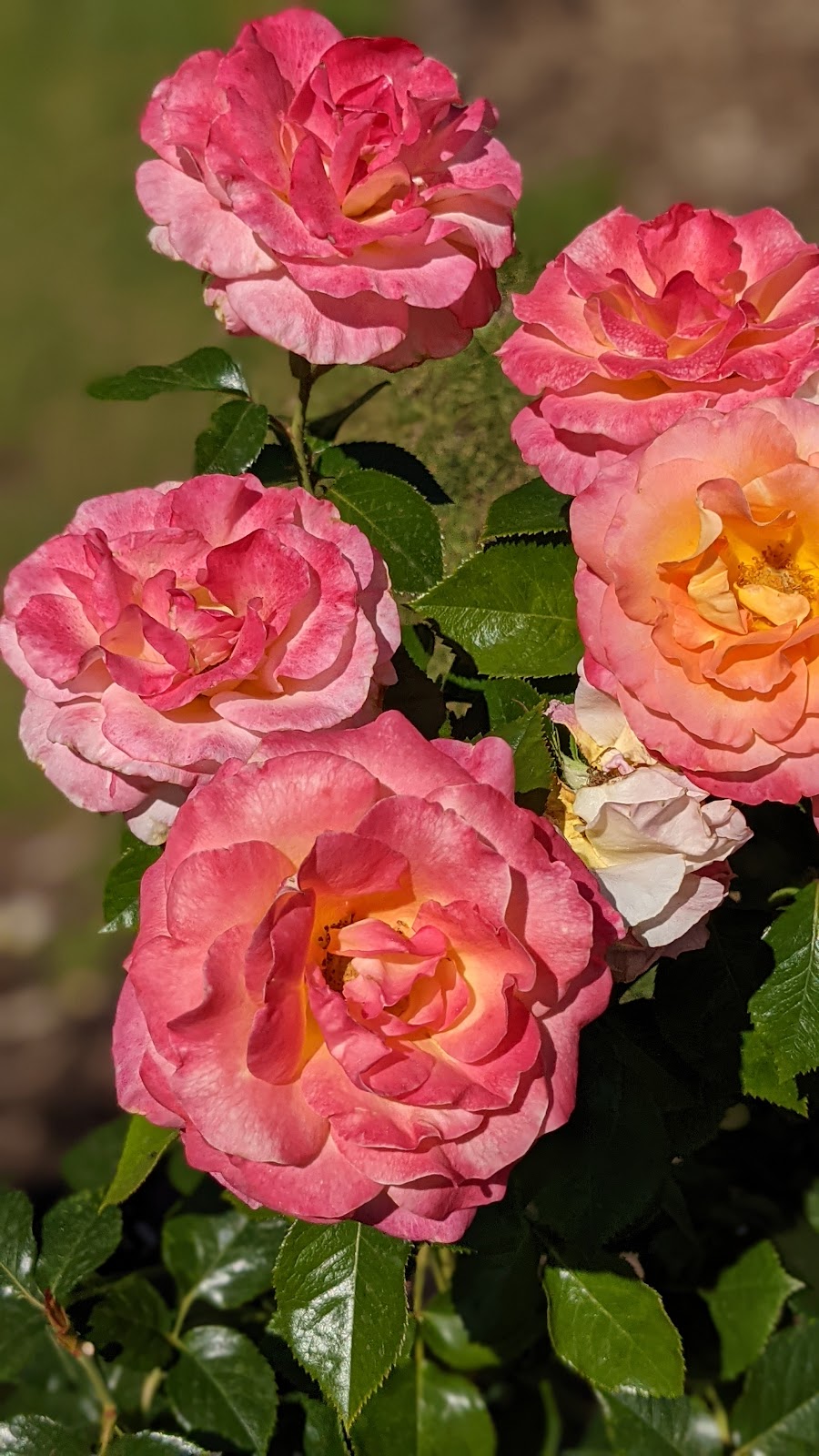 International Rose Test Garden photo 3
