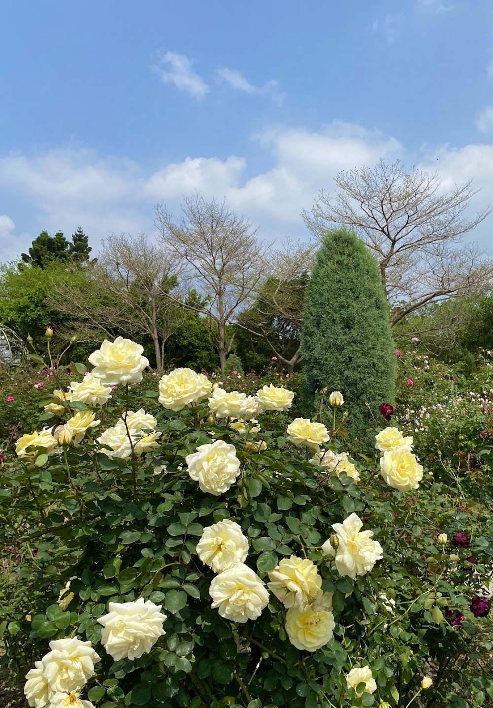 Xinsheng Park photo 3