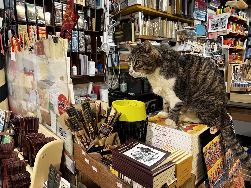 Libreria Acqua Alta photo 3