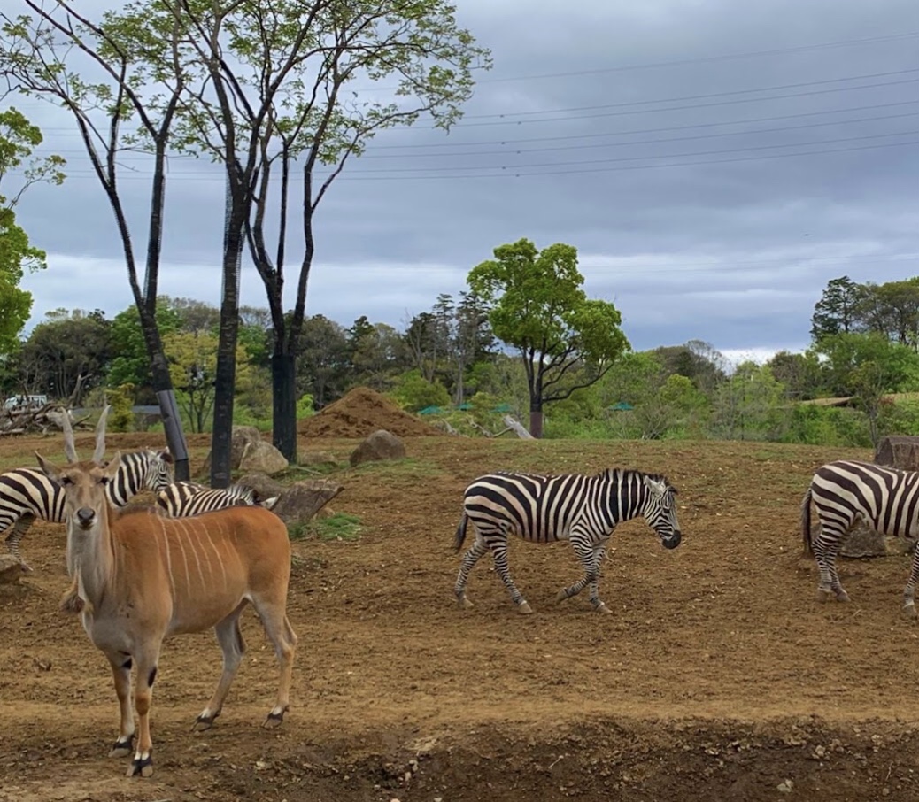 Yokohama Zoo "Zoorasia"