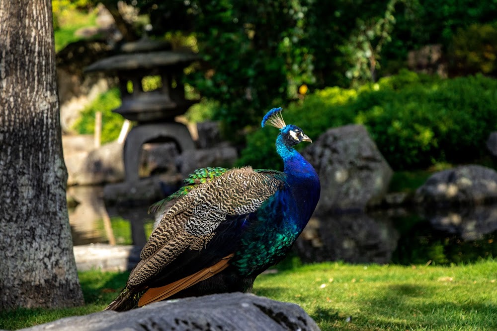 Kyoto Garden, Holland Park photo 2