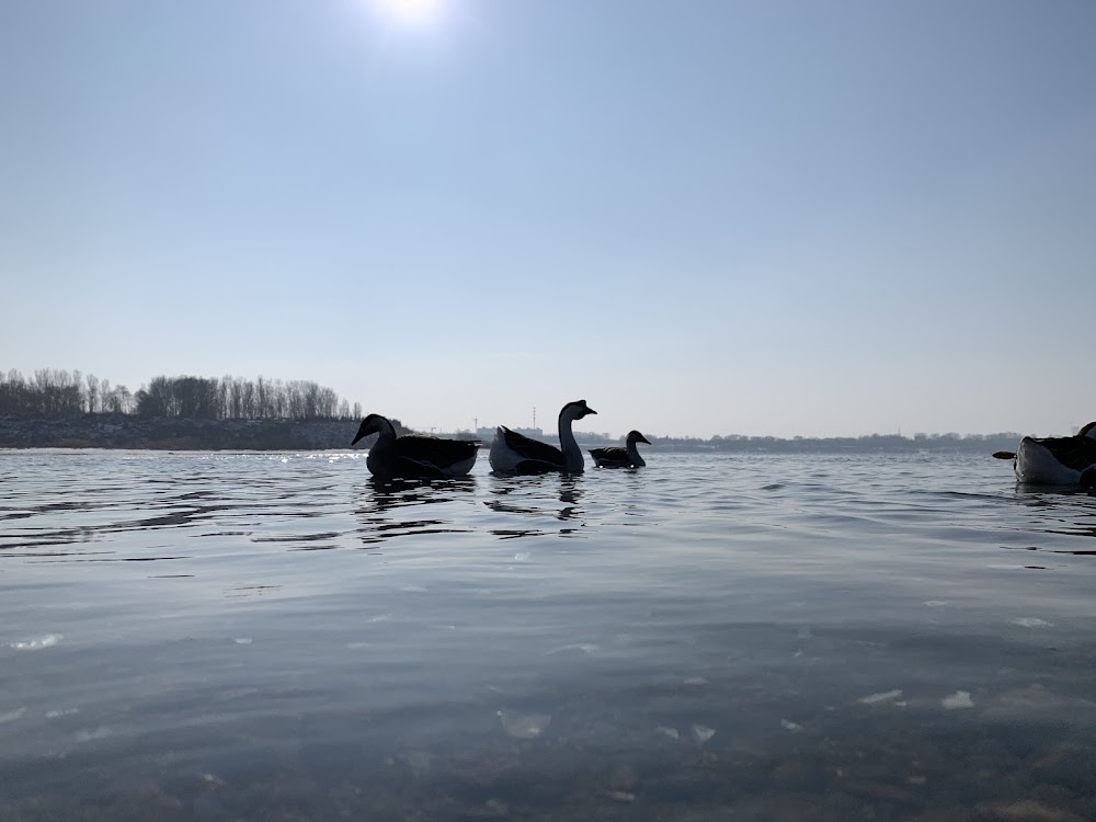 Bird Island
