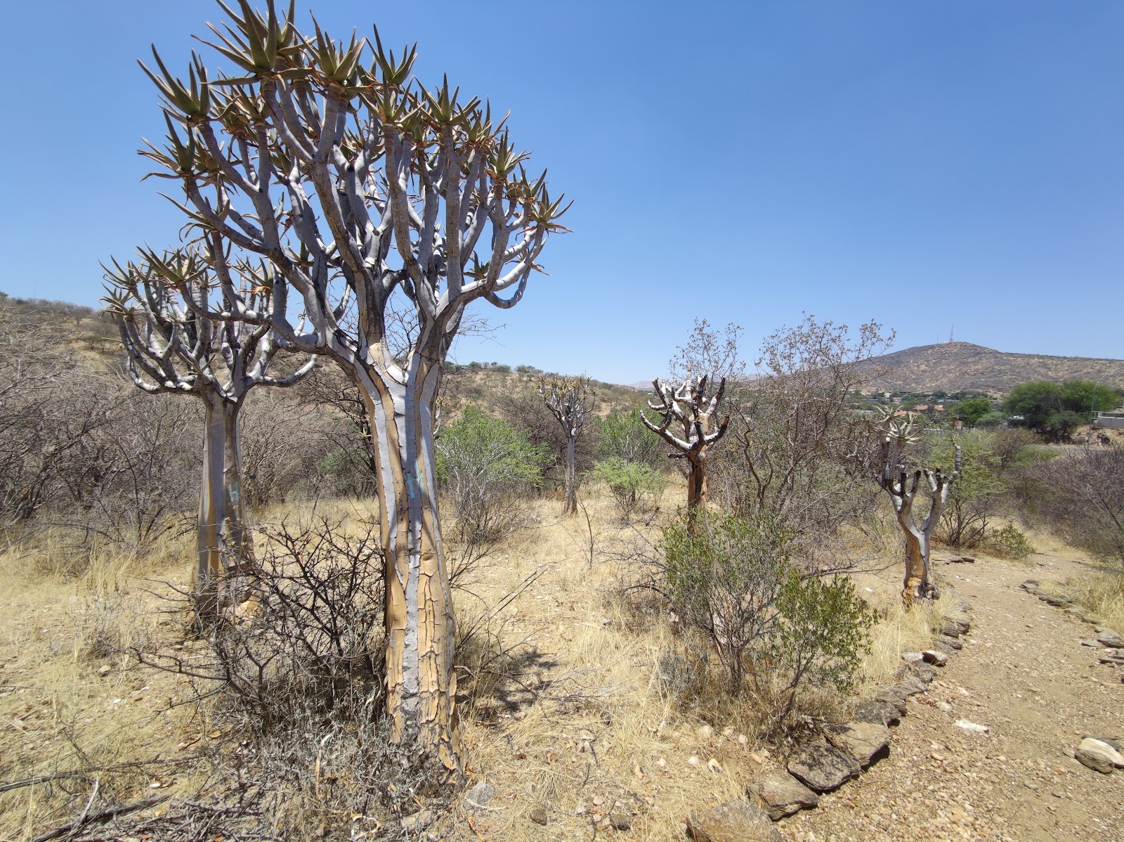 National Botanic Garden of Namibia