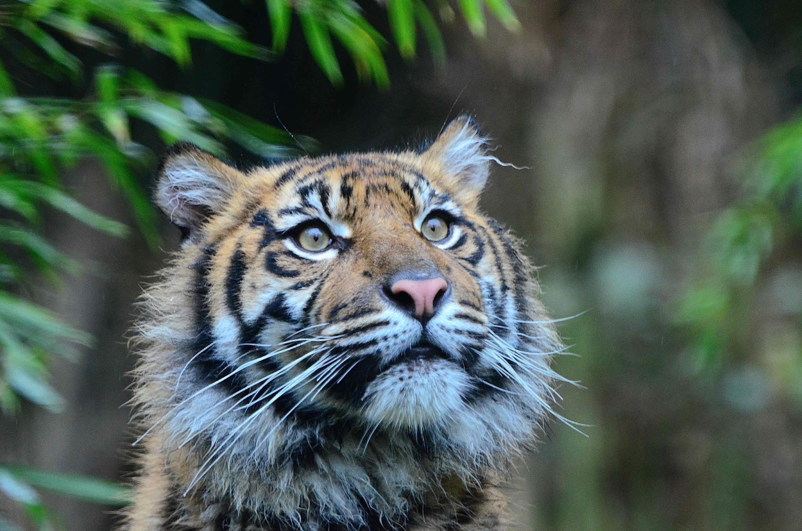 Heidelberg Zoo