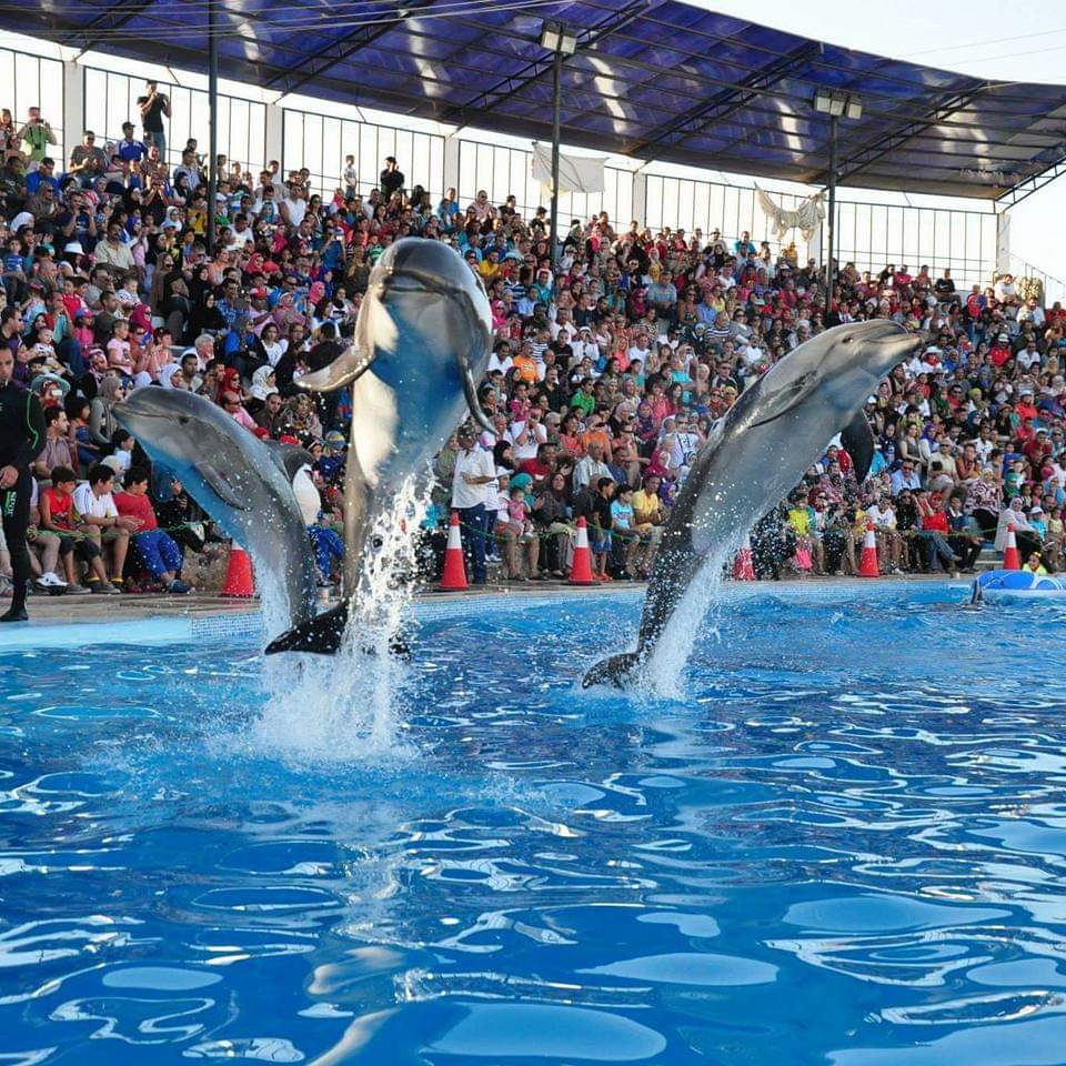 Dolphina