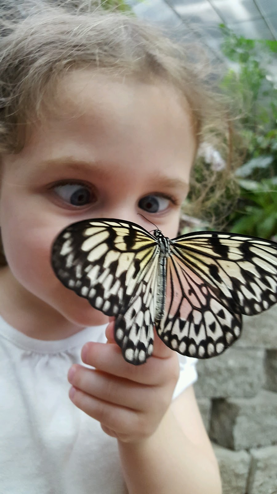 The Butterfly Palace & Rainforest Adventure photo 2