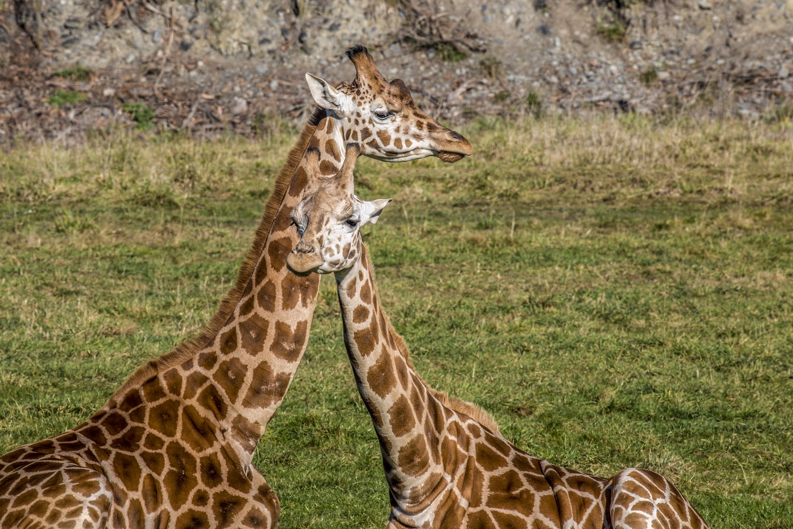 Orana Wildlife Park