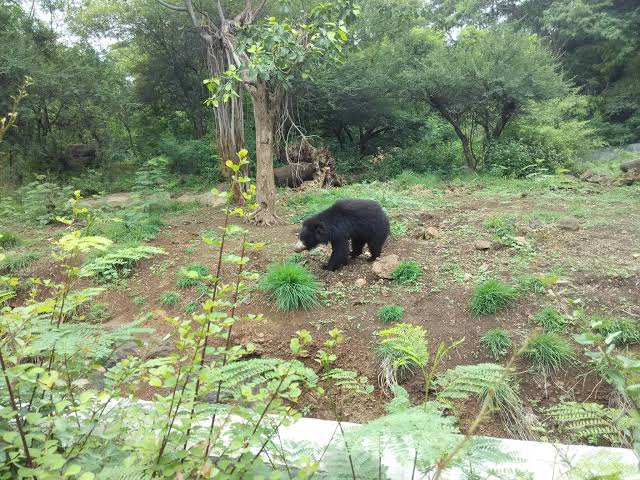 Rajiv Gandhi Zoological Park & Wildlife Research Center photo 2
