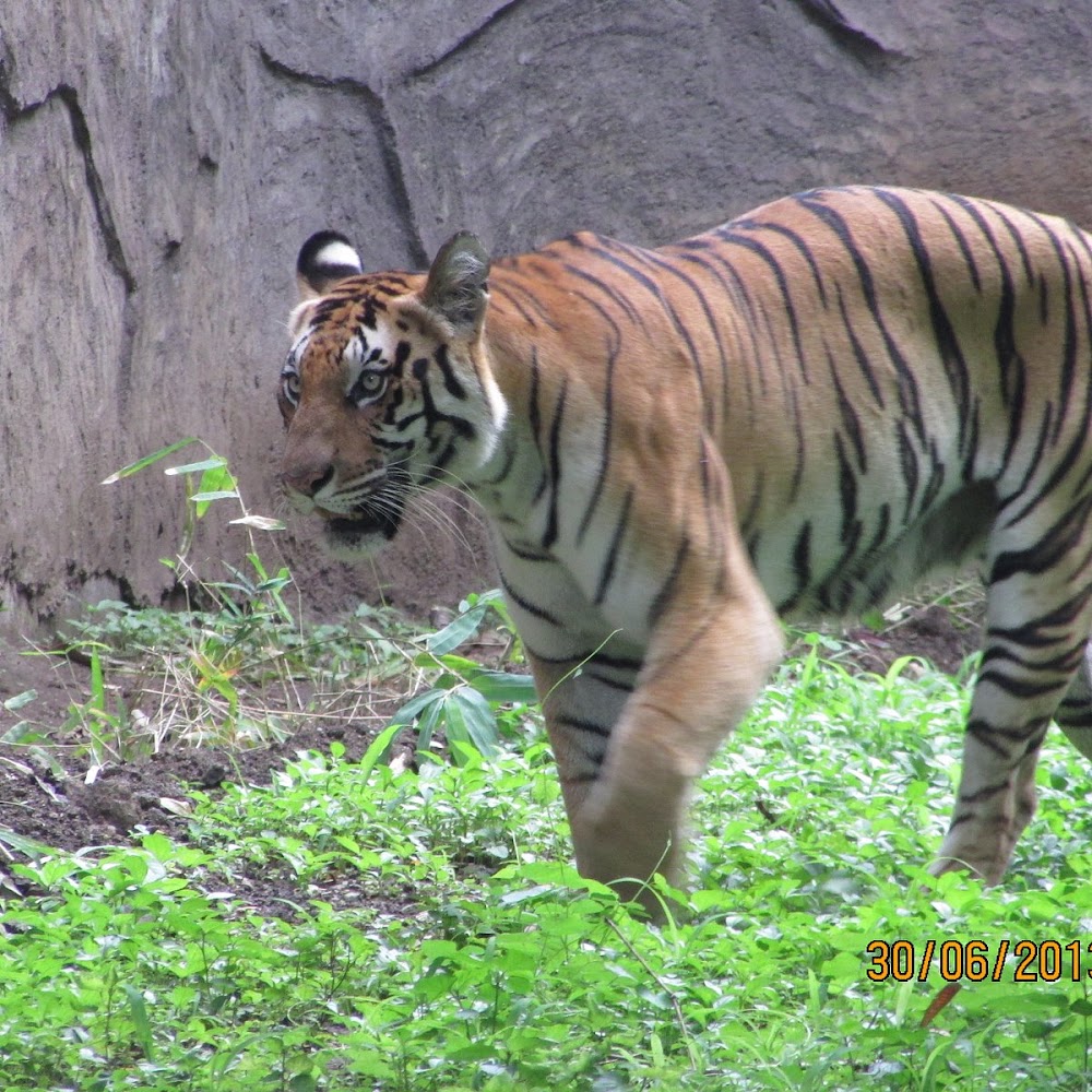 Rajiv Gandhi Zoological Park & Wildlife Research Center photo 3