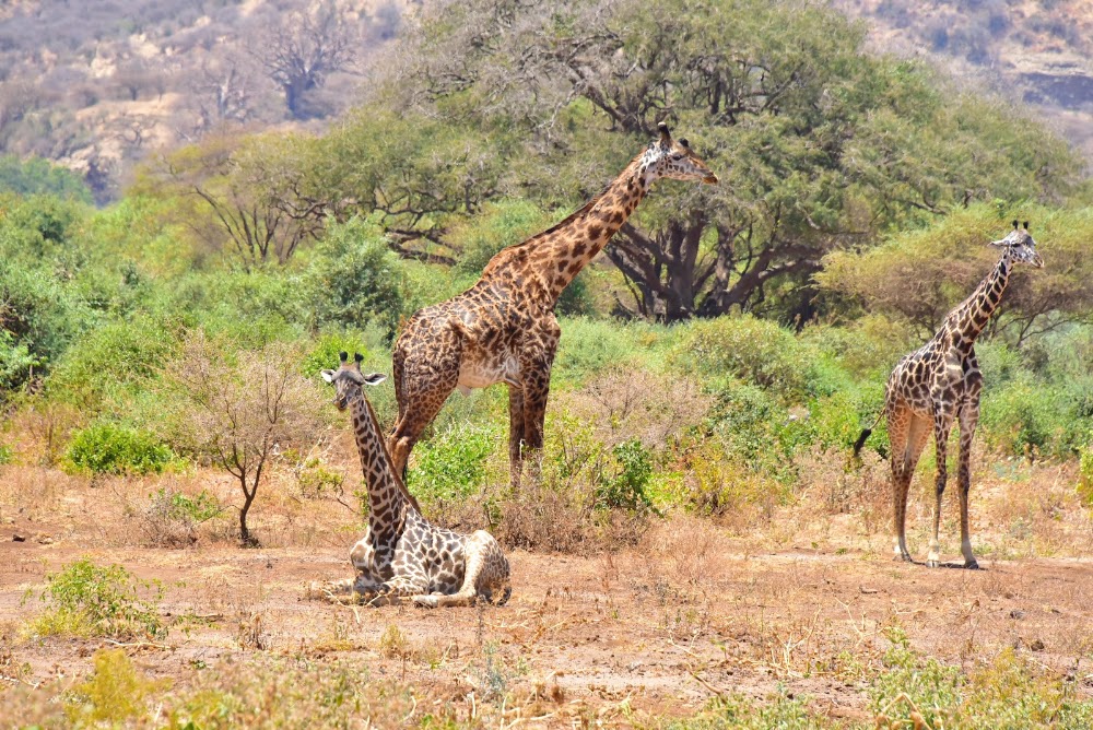 Lake Manyara National Park photo 2