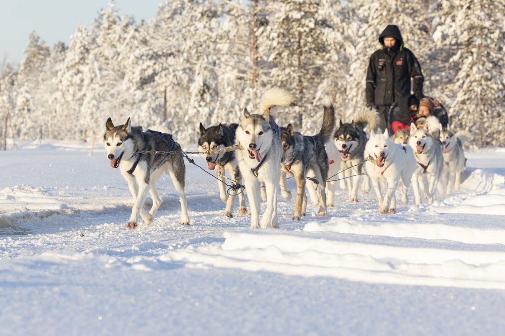 Husky Park