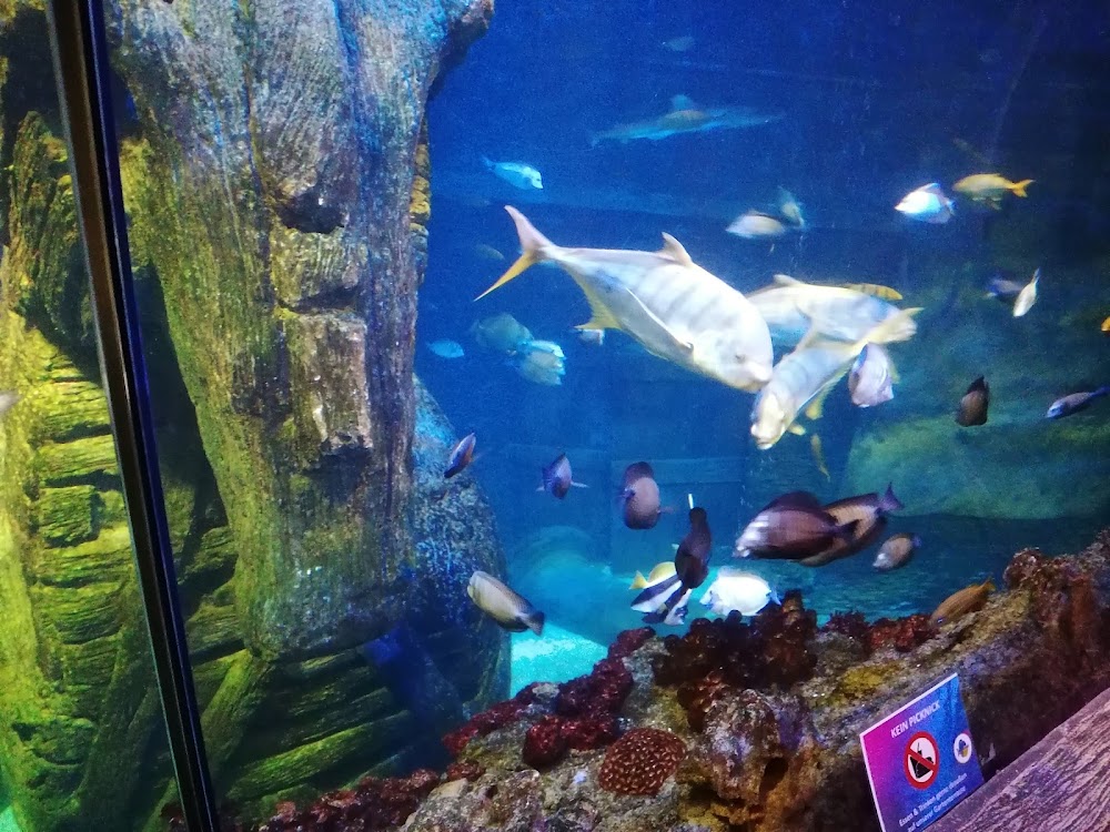 Sea Life