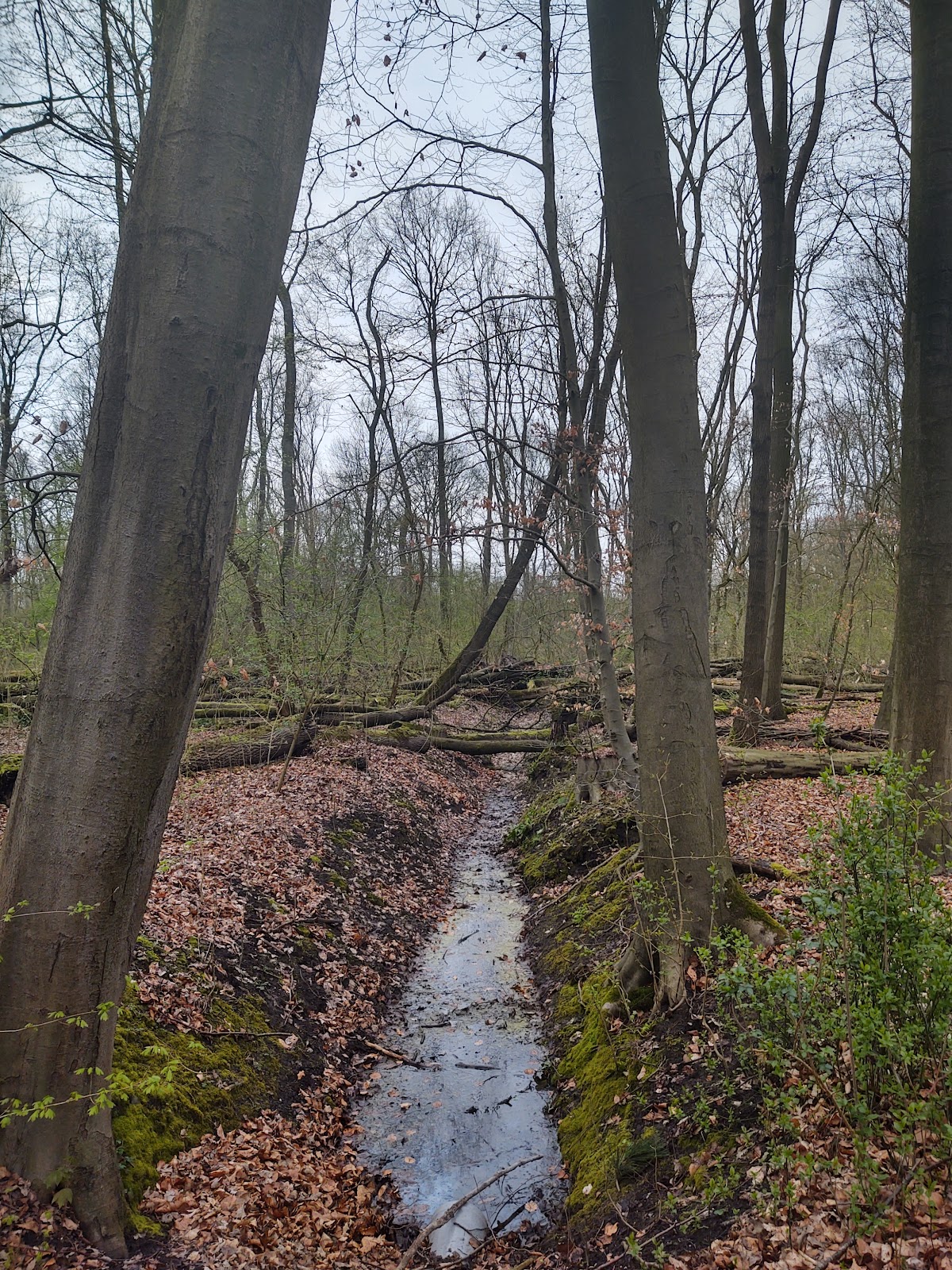 Kralingse Bos (Kralingse Forest)