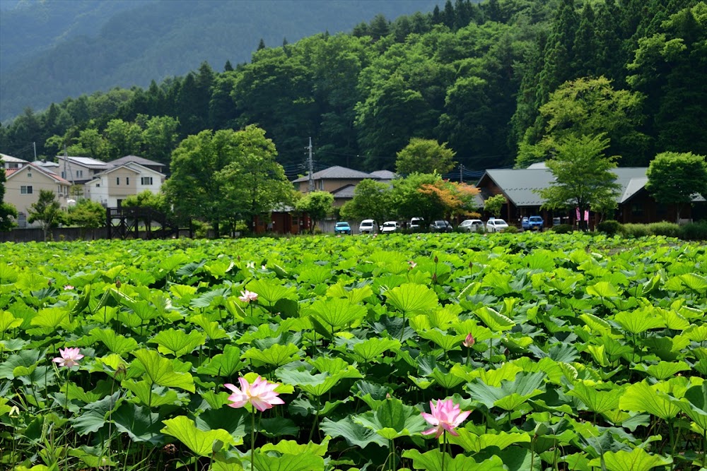 Misogi Pond photo 2