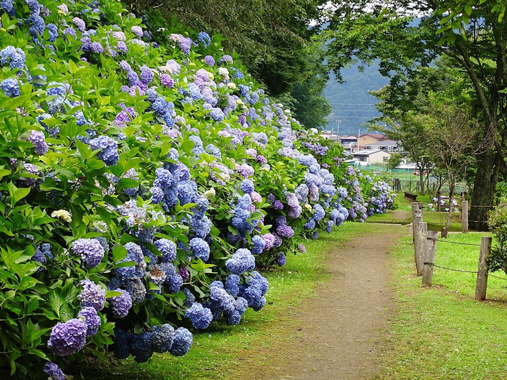 Misogi Pond photo 3