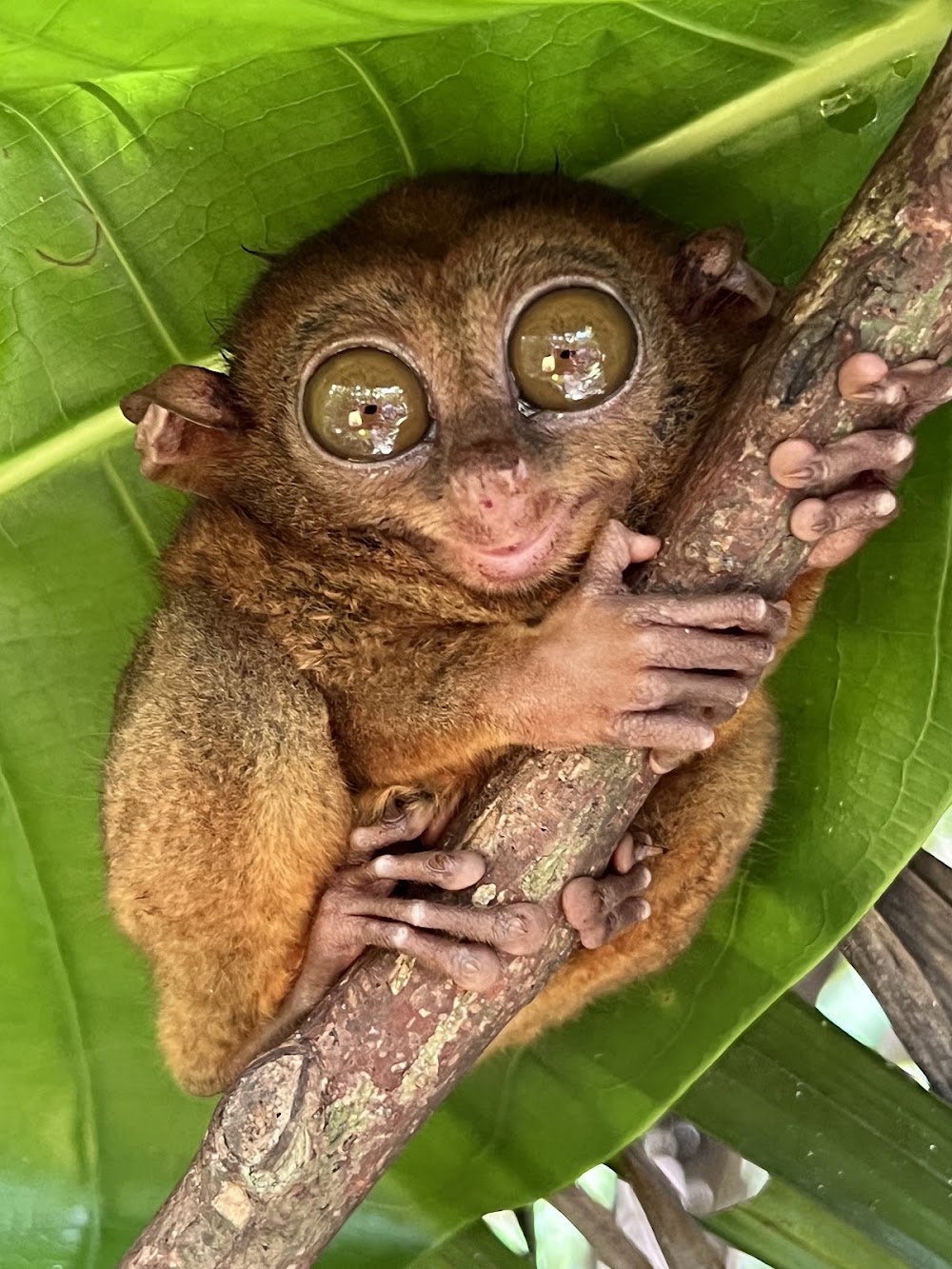 Tarsier Conservation Area photo 2