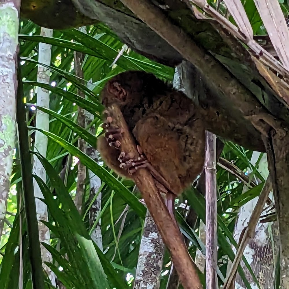 Tarsier Conservation Area photo 3