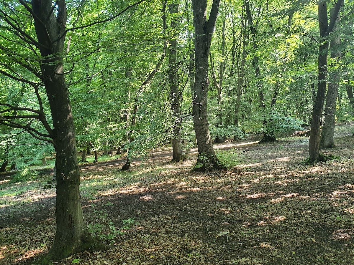 Hoia Baciu Forest