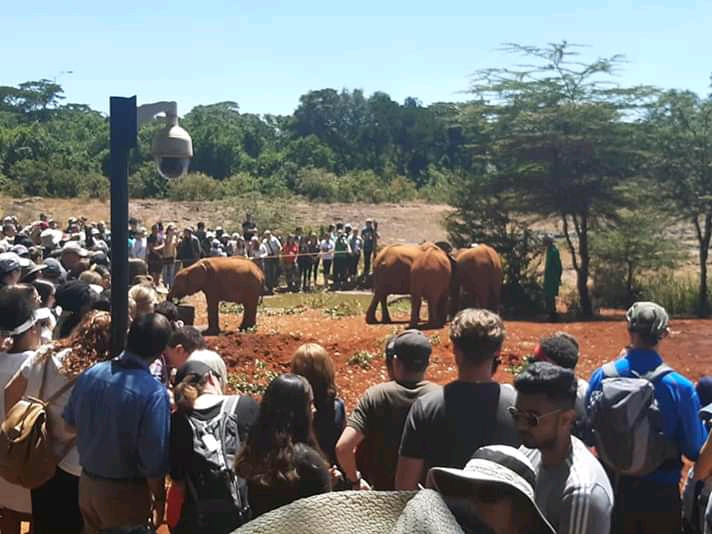Sheldrick Trust Elephant Orphanage