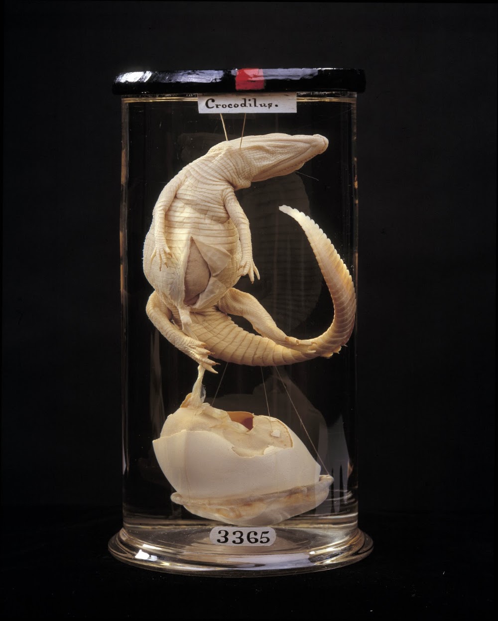 The Hunterian Museum