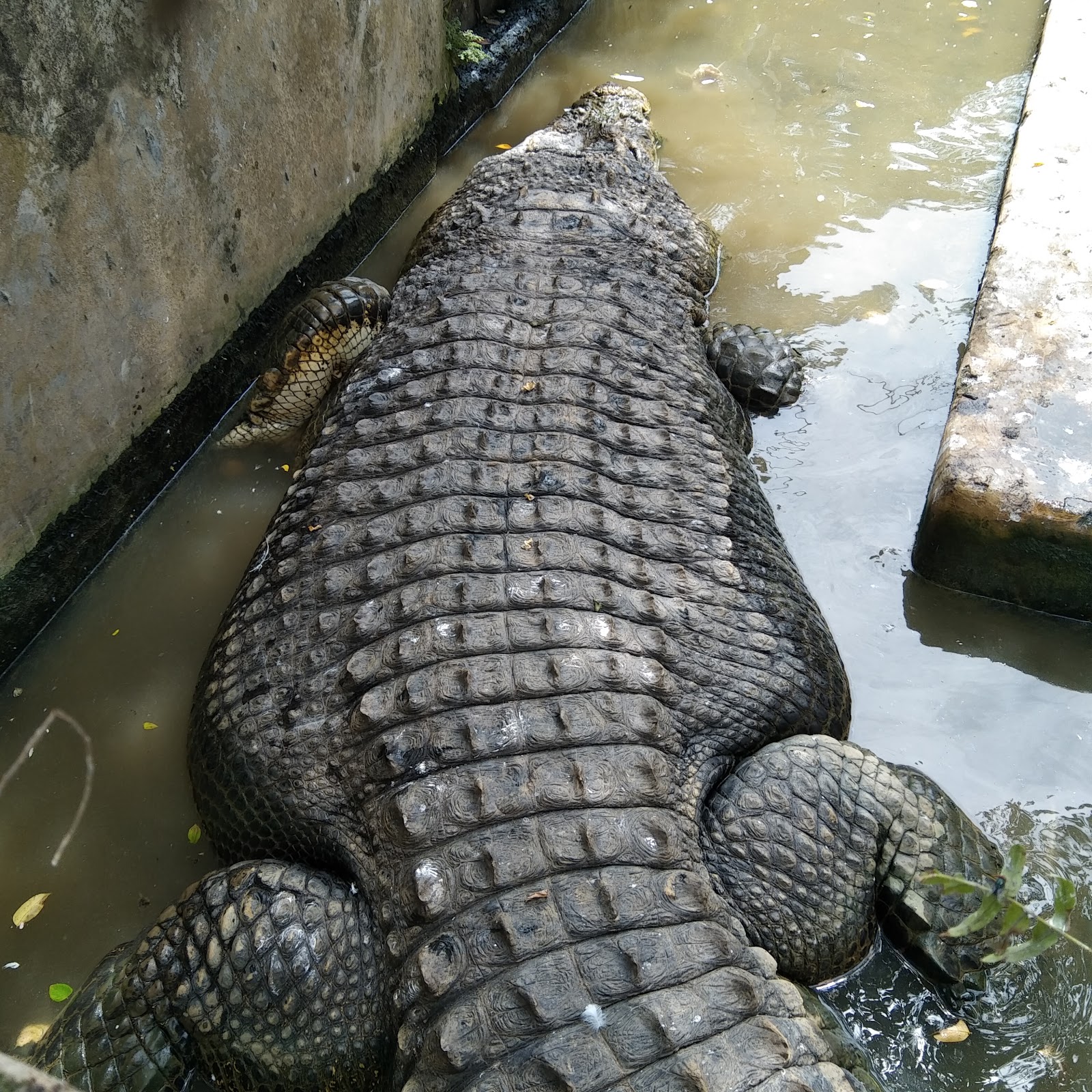 Asam Kumbang Crocodile Farm