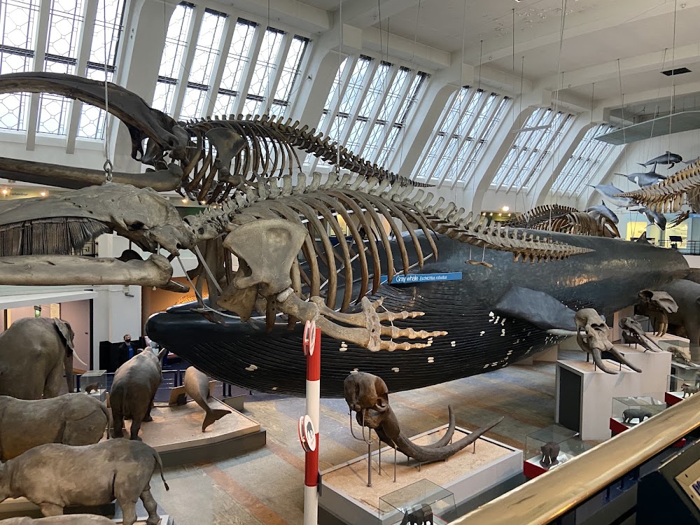 Natural History Museum photo 2