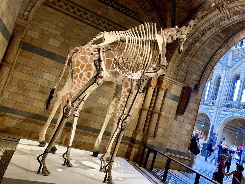 Natural History Museum photo 3