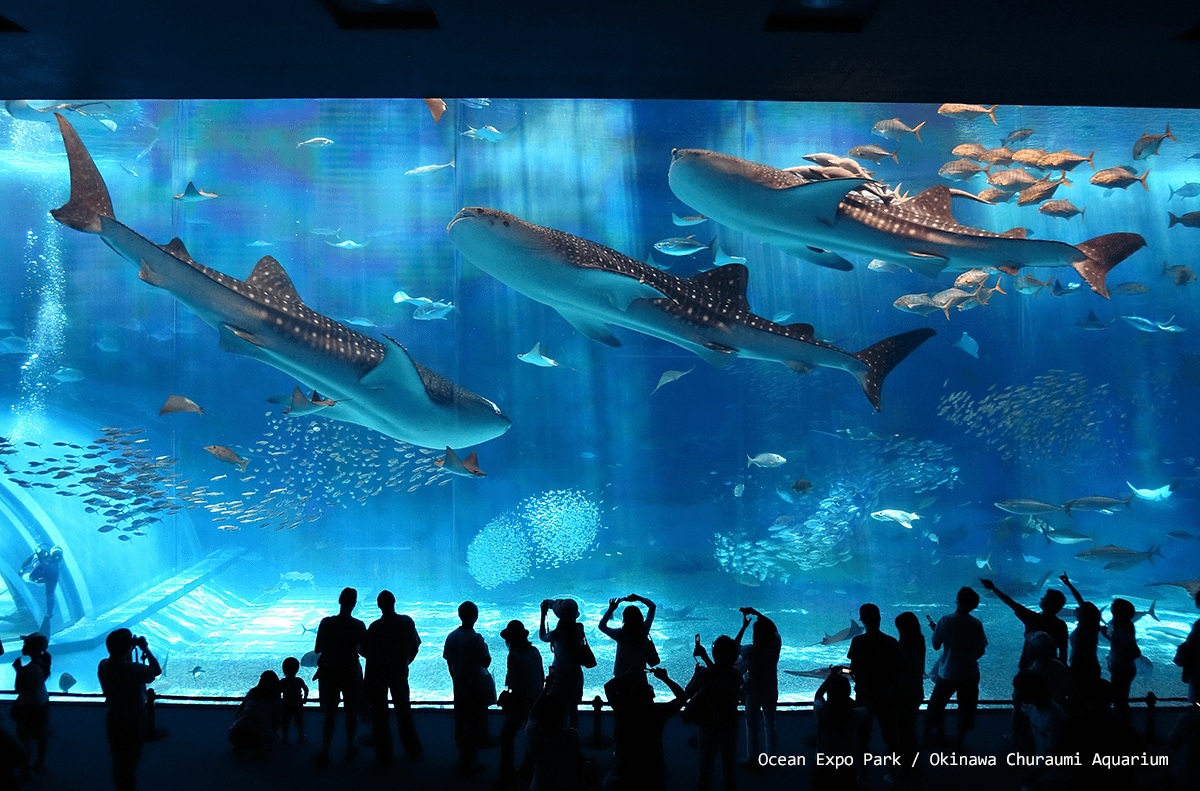 Okinawa Churaumi Aquarium
