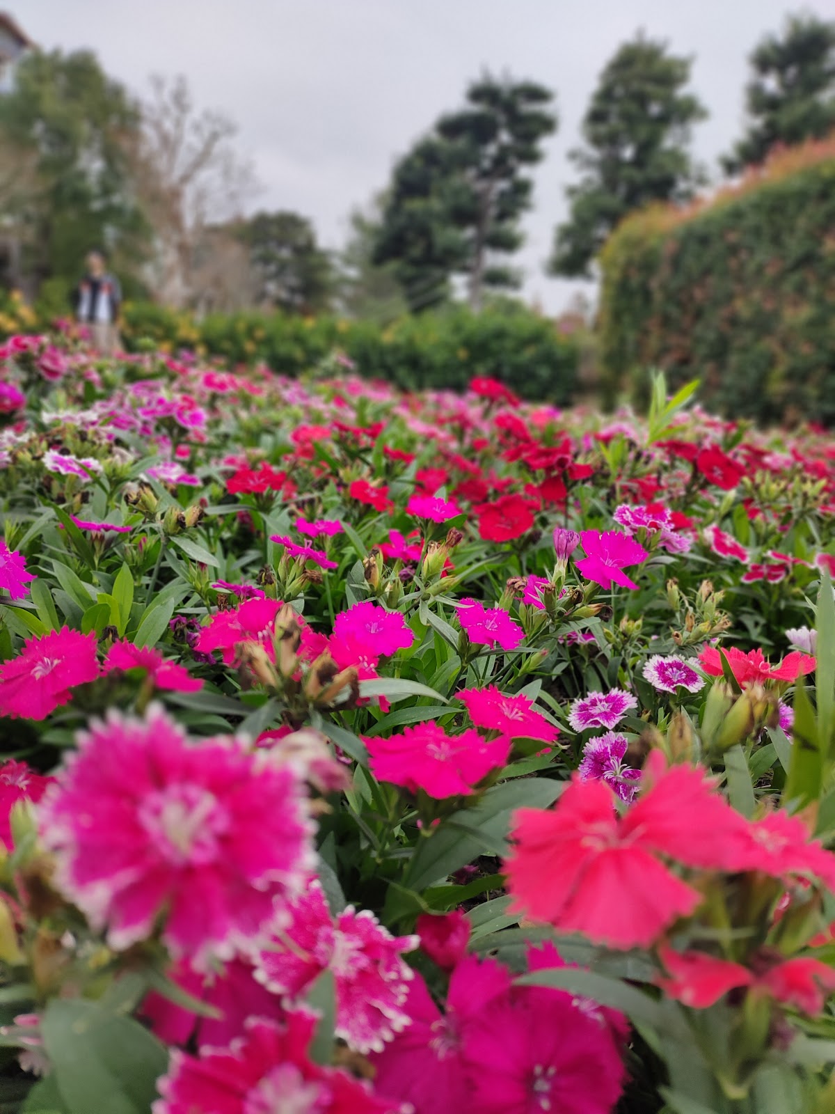 Alishan National Park photo 2