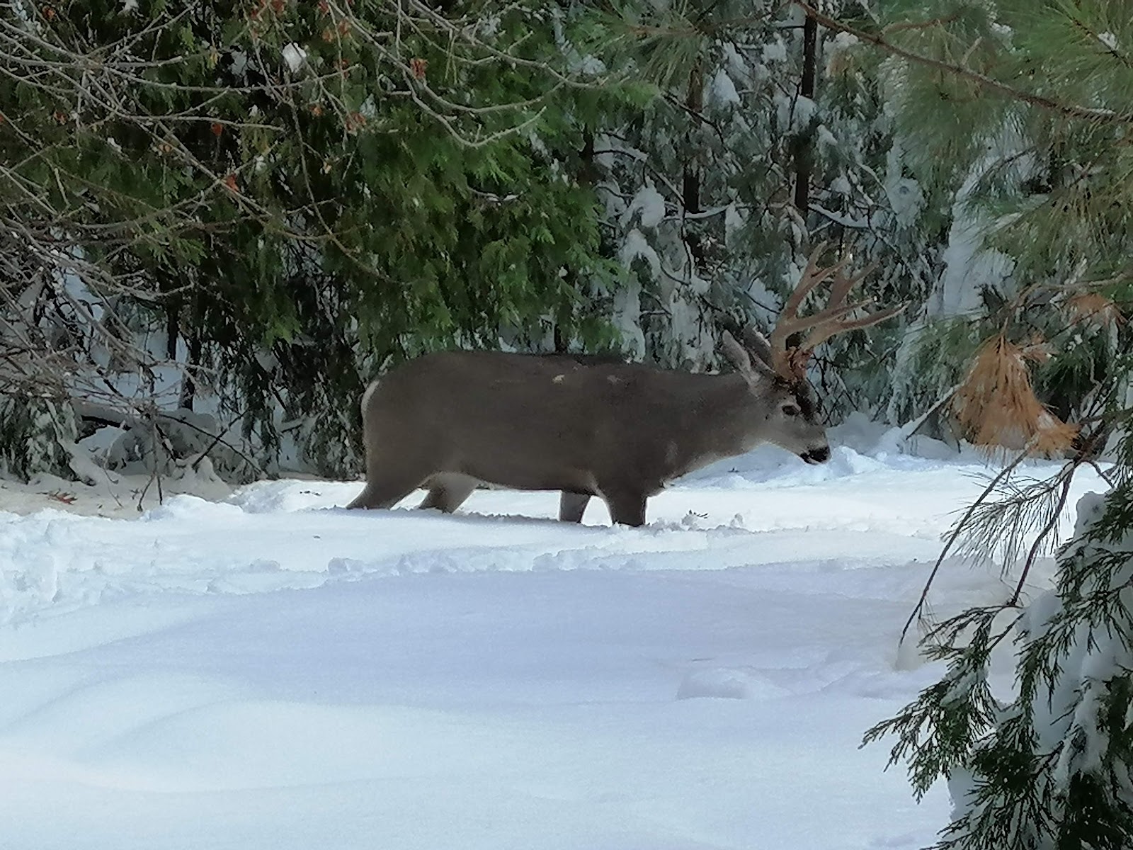 Yosemite Valley photo 3