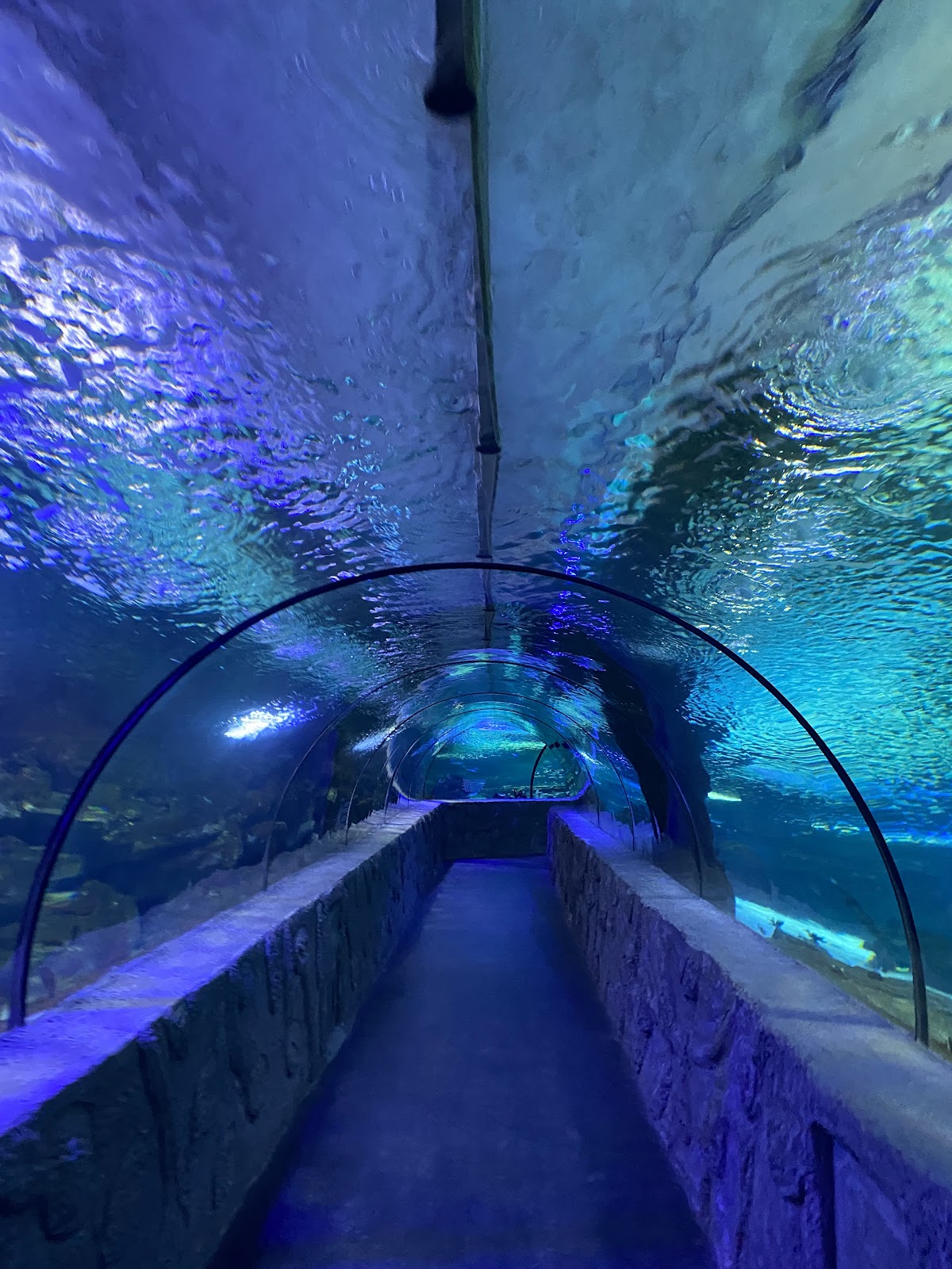 Aqua Vega Aquarium