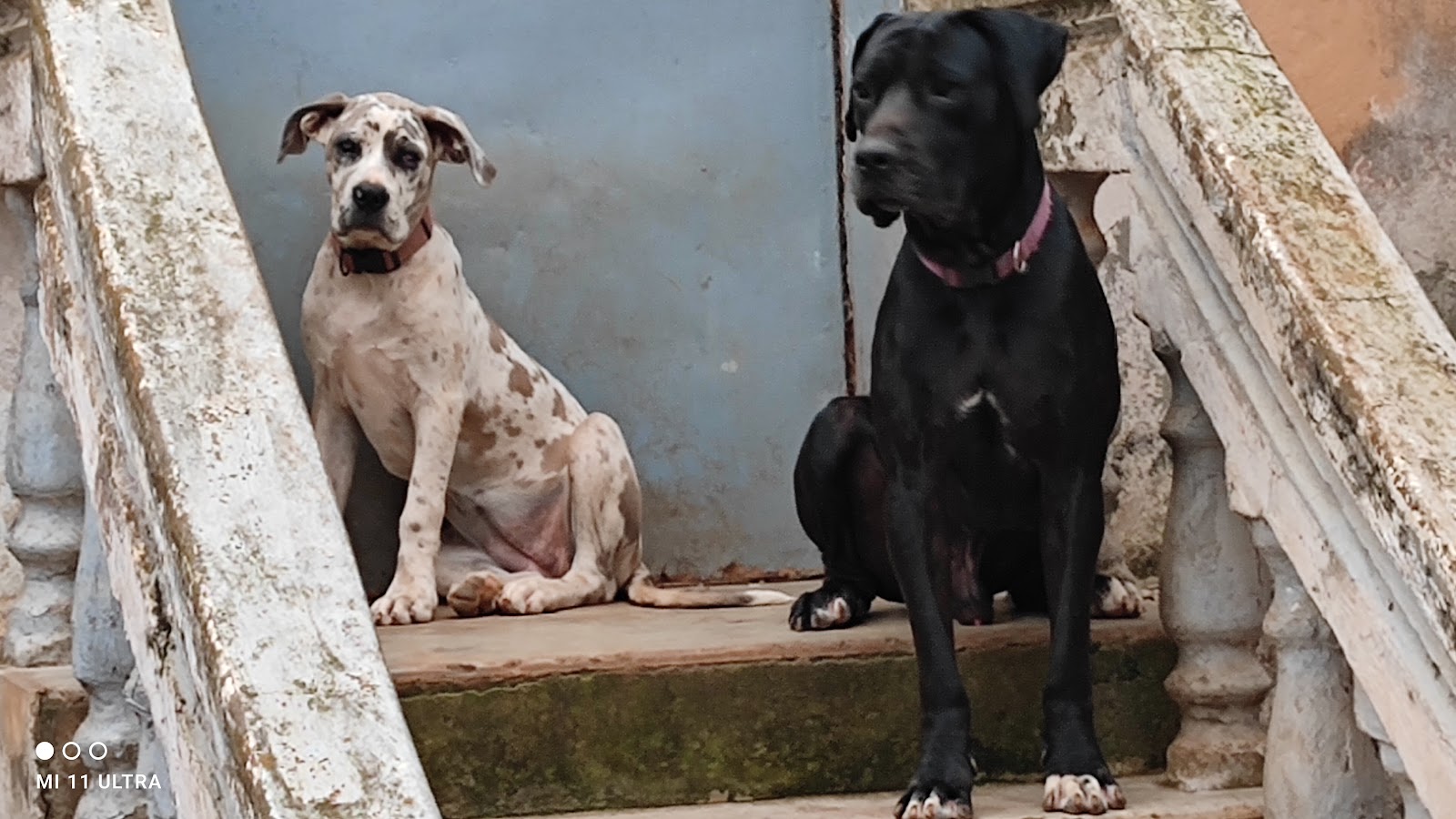 Douala Zoo
