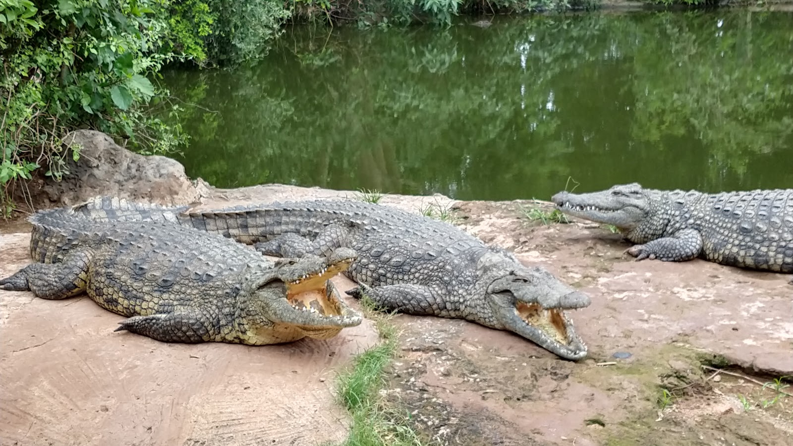 Livingstone Crocodile Park