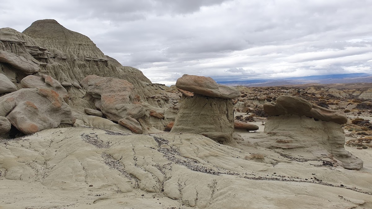 La Leona Petrified Forest