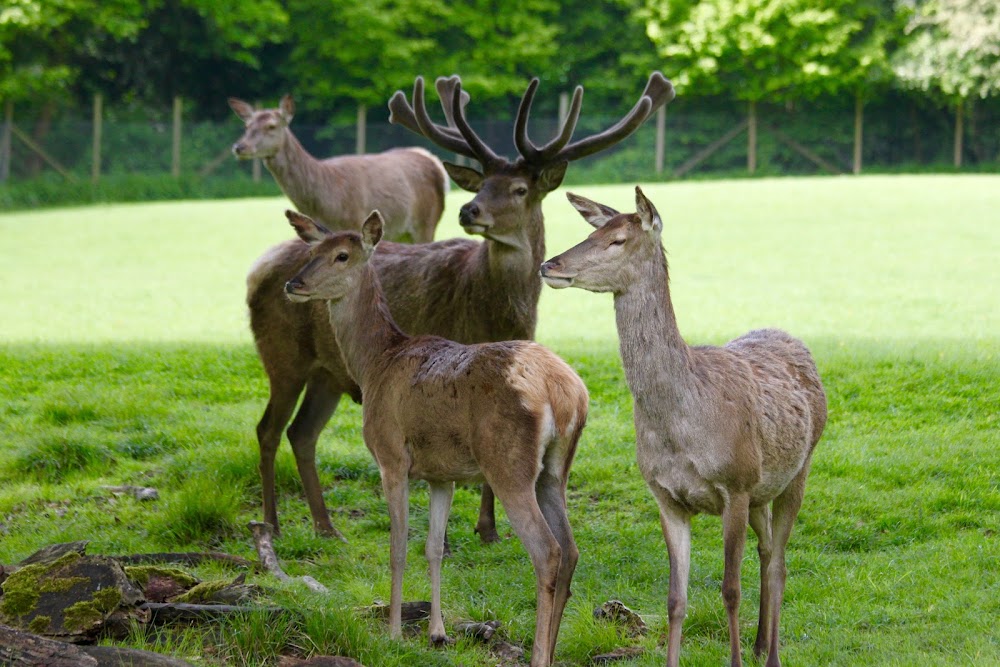 Wildpark Grafenberg