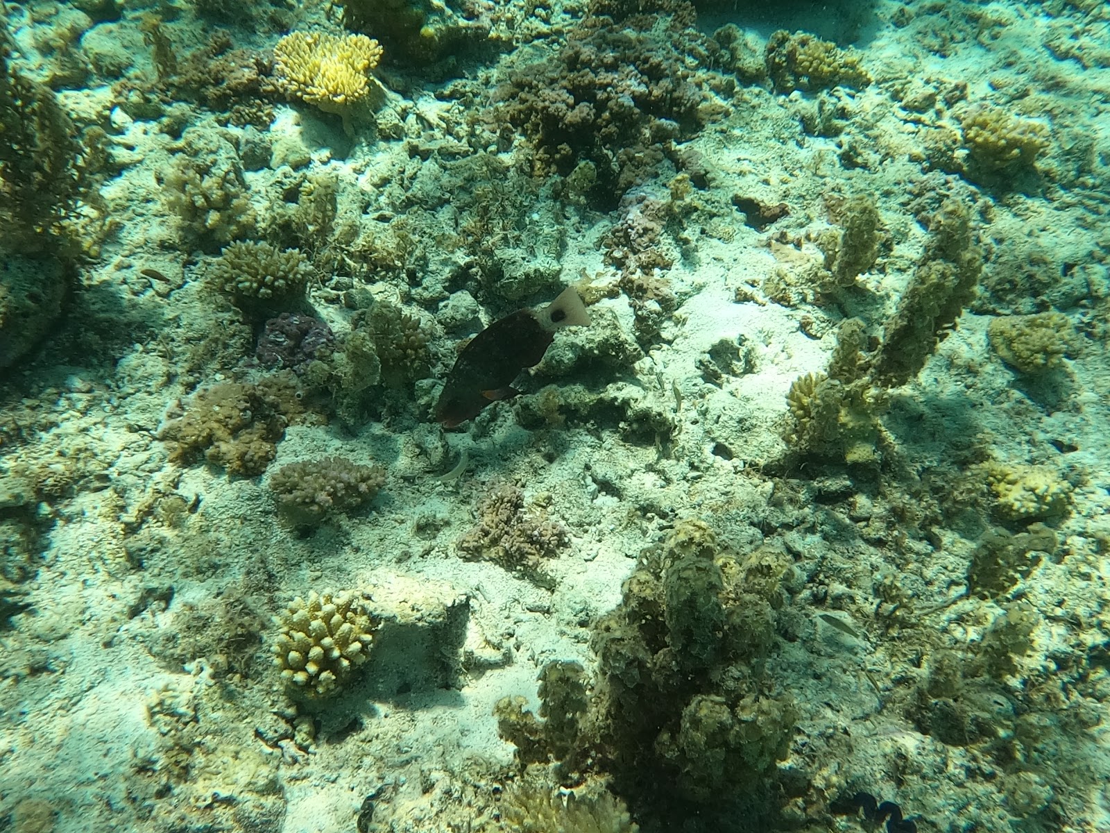 Coral Gardens photo 2