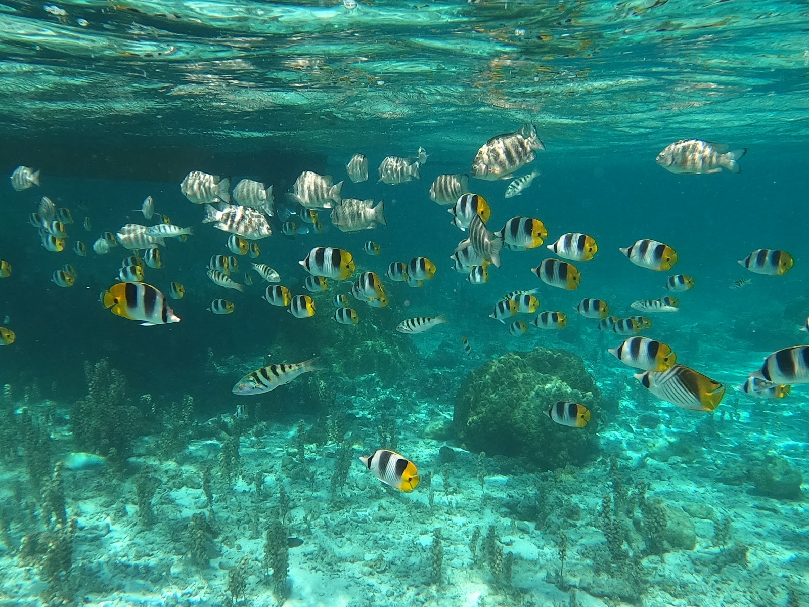 Coral Gardens photo 3