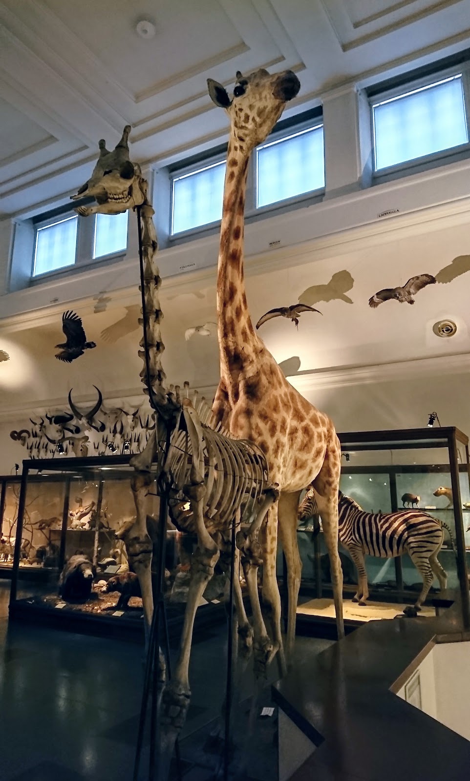Göteborgs Naturhistoriska Museum
