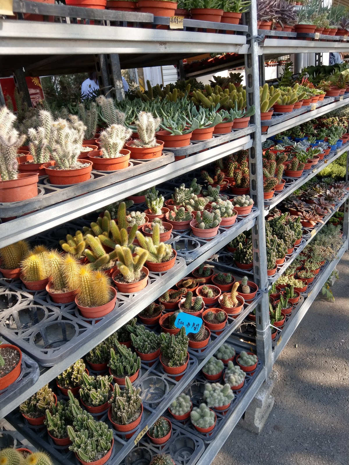 Taichung Flower Market photo 2