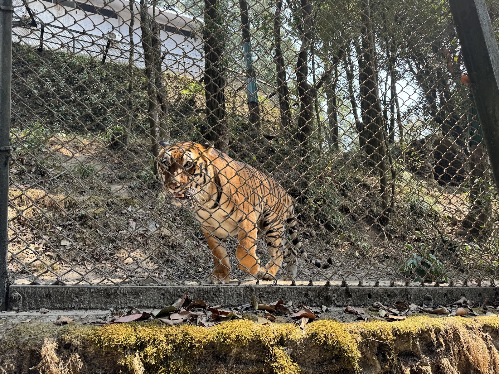 Padmaja Naidu Himalayan Zoological Park Darjeeling