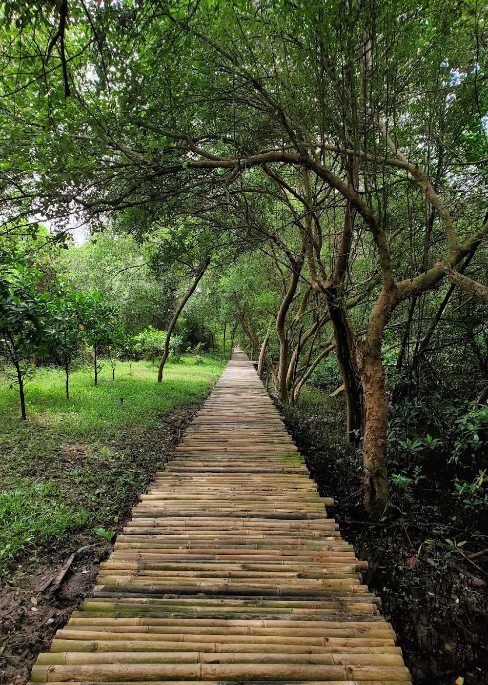 Mangrove Forest in PIK Area